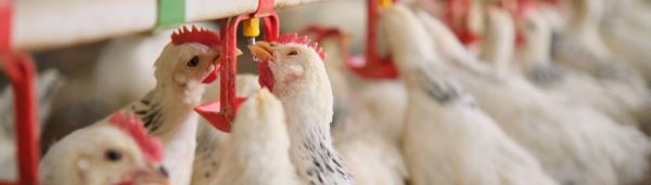 В США подтвердили возможность передачи вируса птичьего гриппа между животными